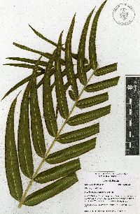 Pteris grandifolia image