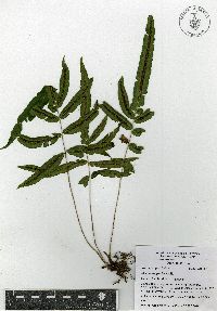 Blechnum gracile image