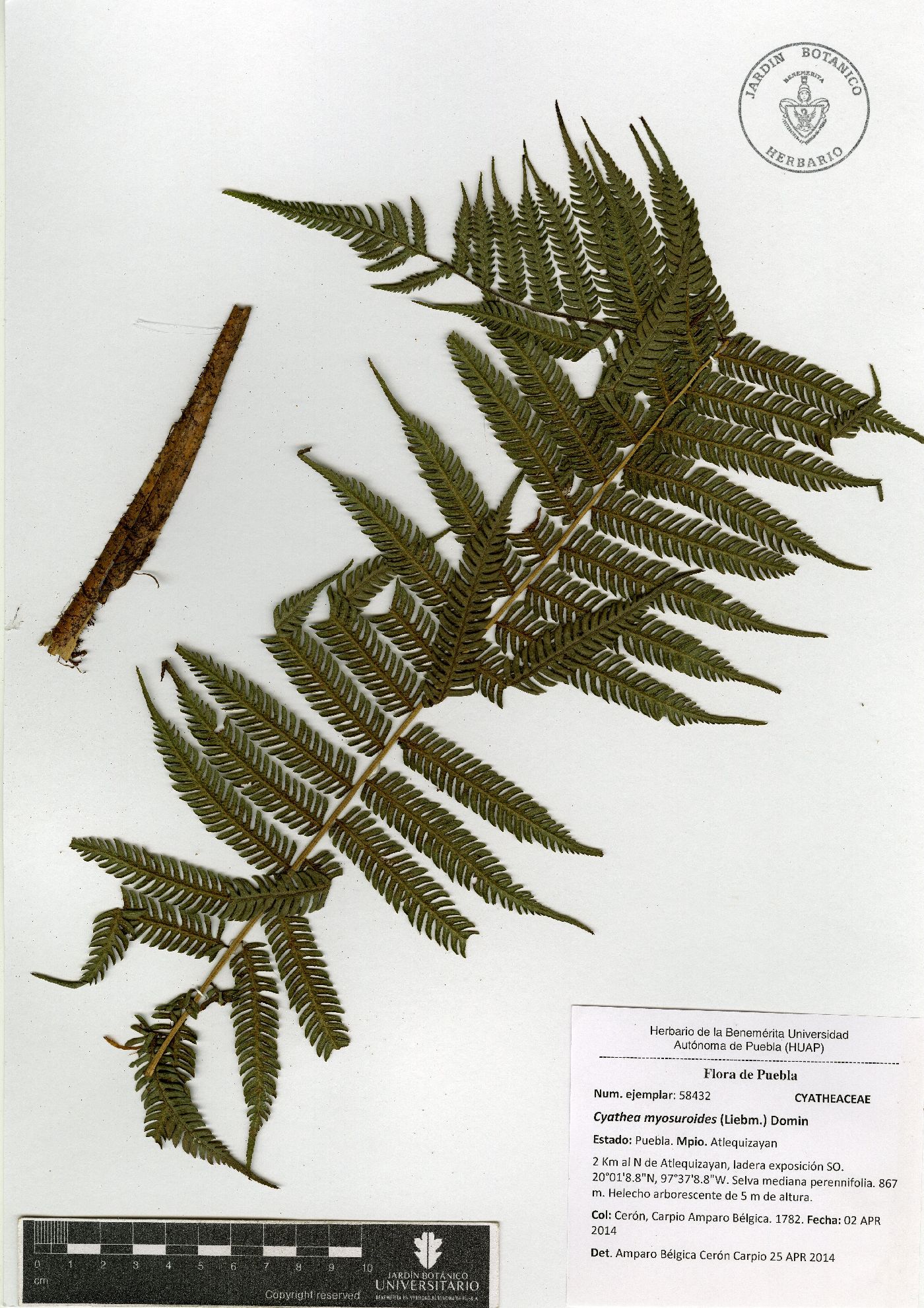 Sphaeropteris myosuroides image