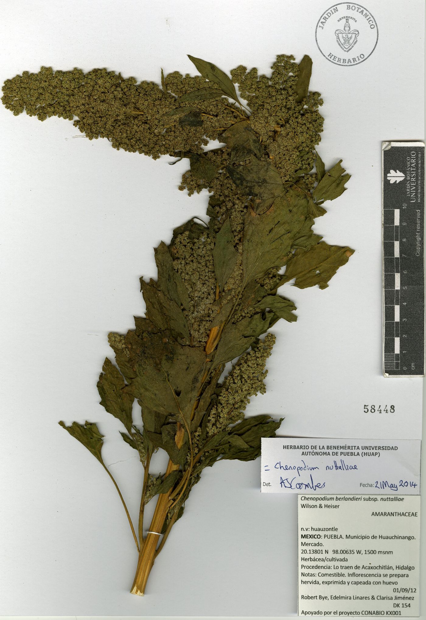 Chenopodium nuttalliae image