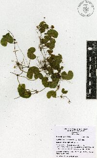 Hydrocotyle mexicana image