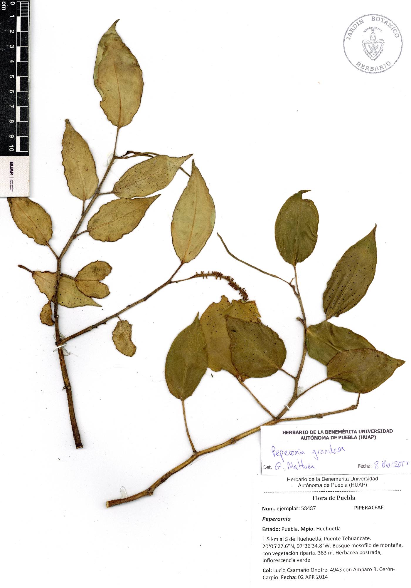 Peperomia granulosa image