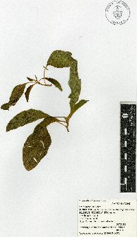 Amaranthus hypochondriacus image