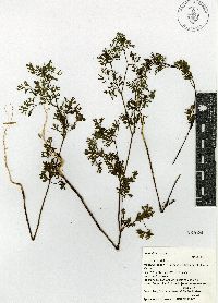 Coriandrum sativum image