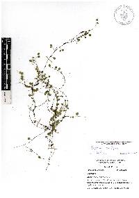 Peperomia rotundifolia image