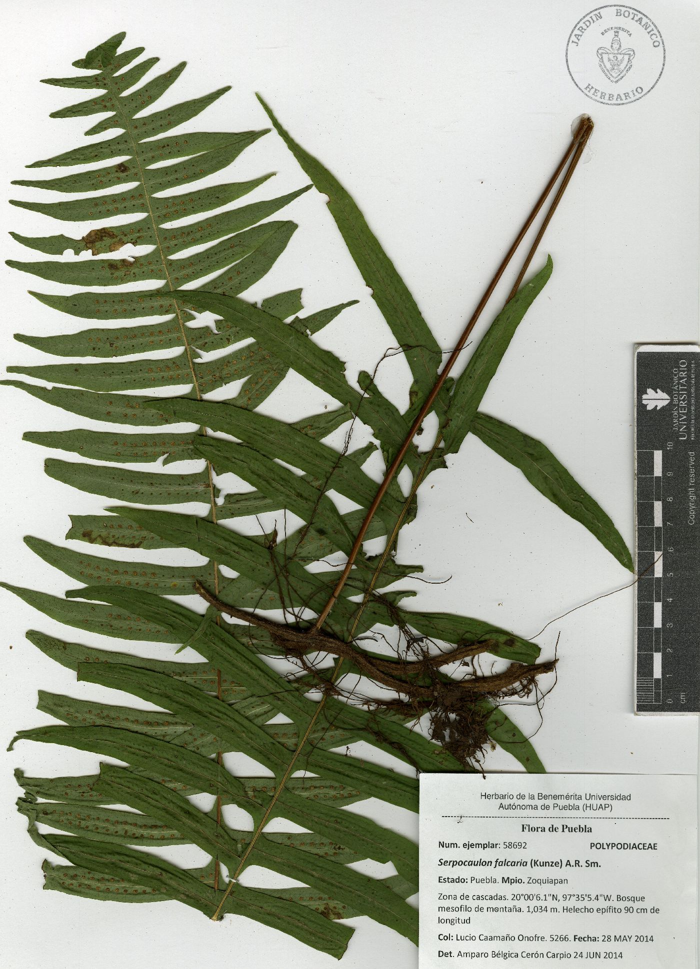 Serpocaulon falcaria image