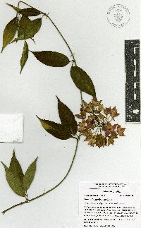 Thenardia floribunda image