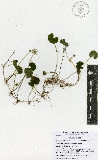 Hydrocotyle mexicana image