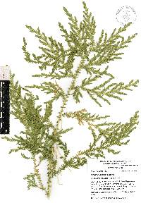 Selaginella stellata image