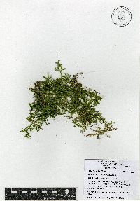 Selaginella schiedeana image