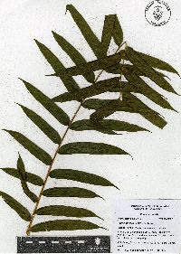 Pteris pulchra image