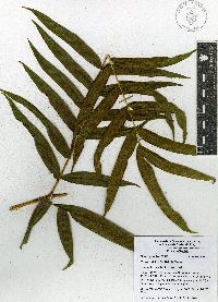 Pteris pulchra image