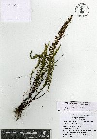 Asplenium castaneum image