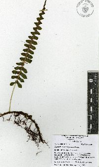 Polypodium rhodopleuron image