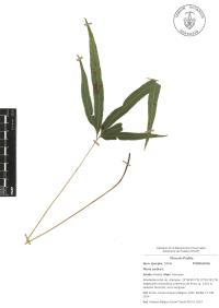 Pteris cretica image