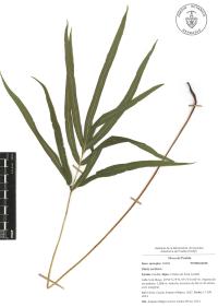 Pteris cretica image