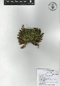 Selaginella nothohybrida image