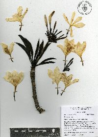 Plumeria rubra image