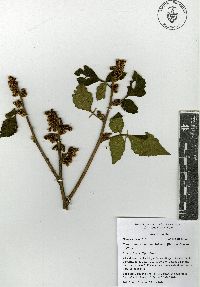 Rhus trilobata image