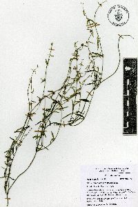Metastelma angustifolium image
