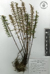 Pellaea ternifolia image