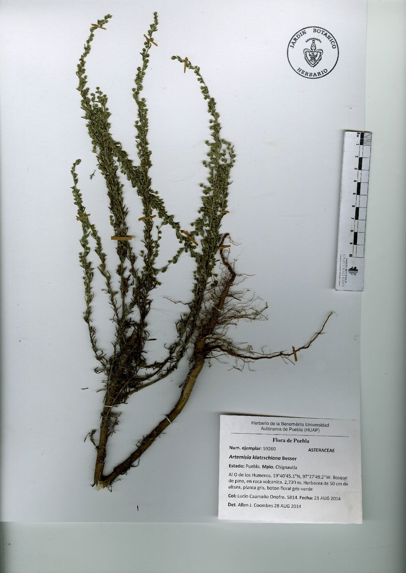 Artemisia klotzschiana image