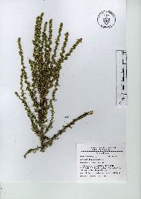 Image of Artemisia klotzschiana