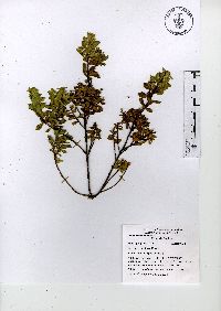 Baccharis conferta image