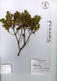 Baccharis conferta image