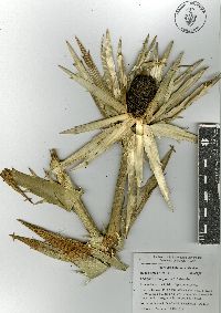 Eryngium proteiflorum image