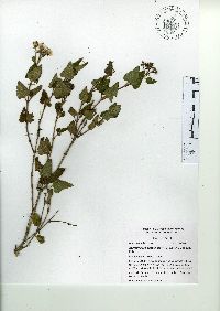 Ageratina scorodonioides image