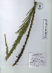 Artemisia klotzschiana image