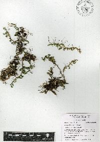 Selaginella sellowii image