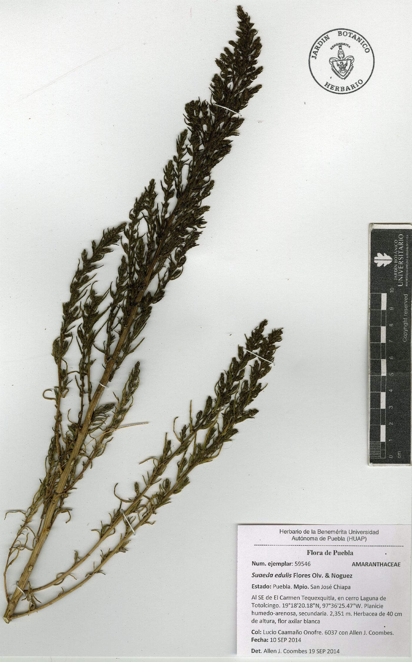 Suaeda edulis image