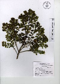 Baccharis conferta image