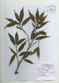 Quercus trinitatis image