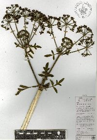 Prionosciadium thapsoides image