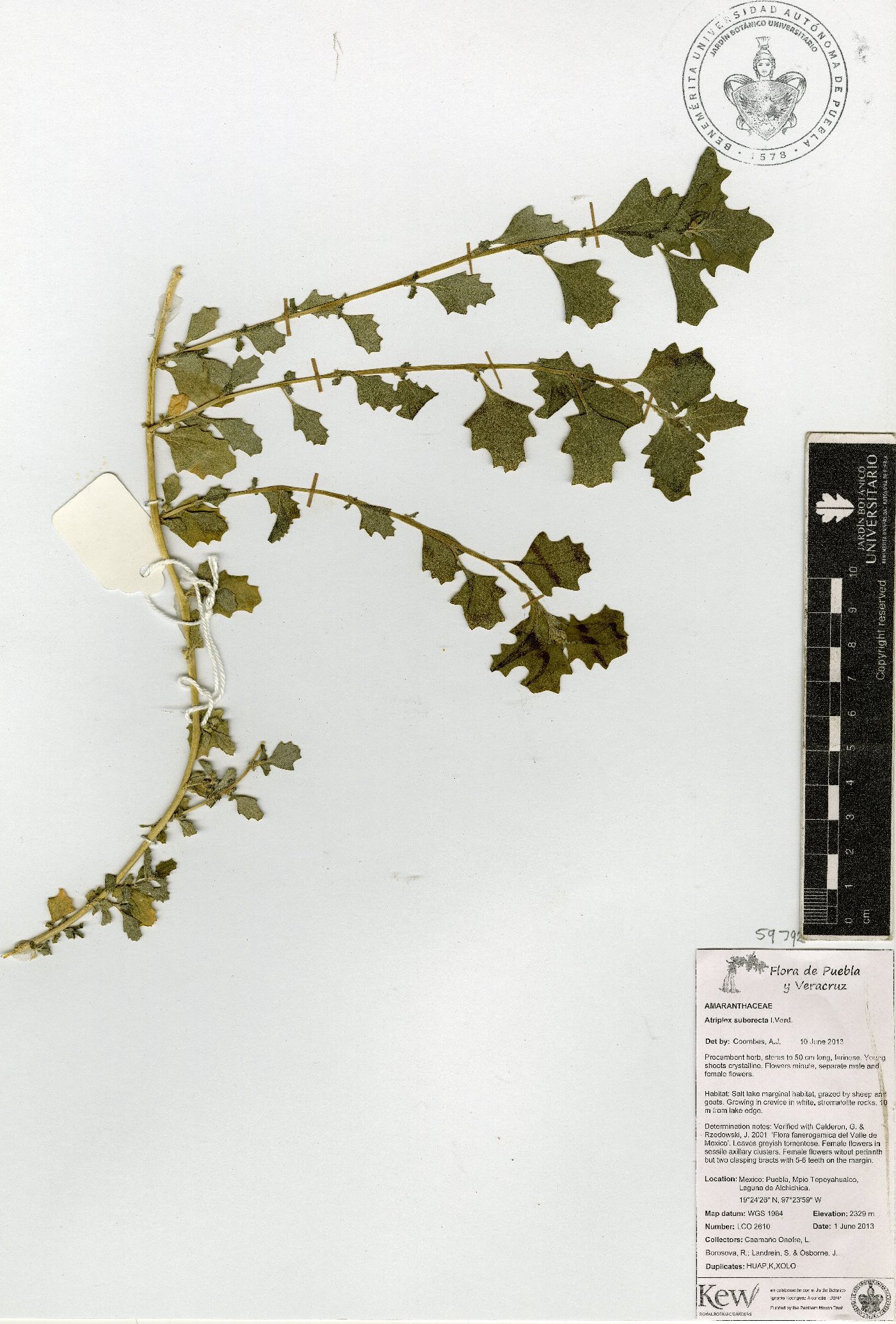 Atriplex suberecta image