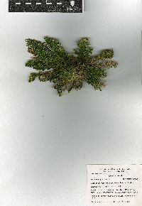 Selaginella lepidophylla image