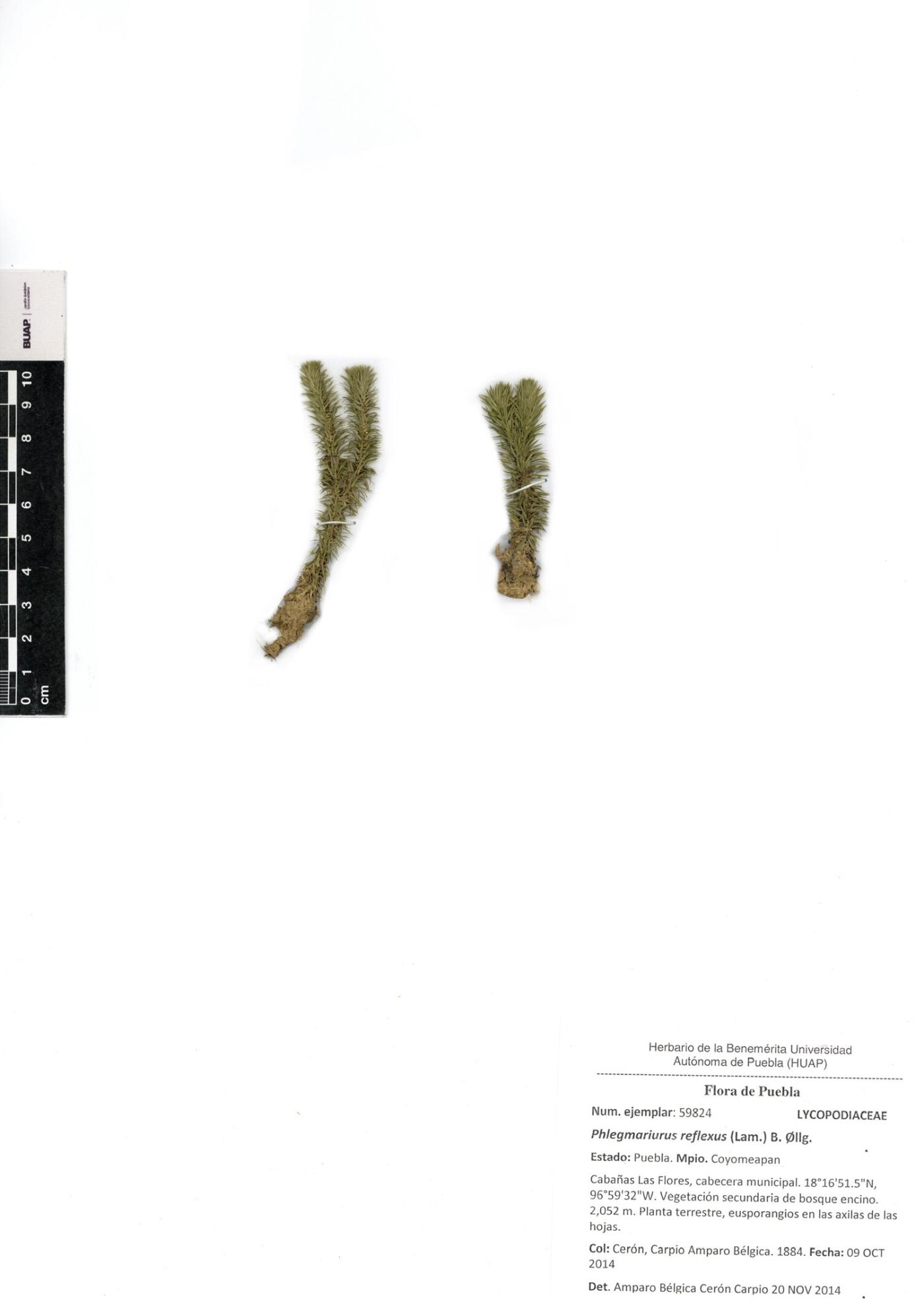 Phlegmariurus reflexus image