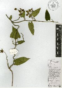 Image of Gonolobus chloranthus