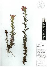 Castilleja falcata image