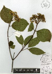 Image of Viburnum tiliifolium