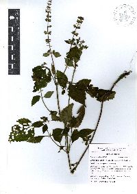 Cantinoa mutabilis image