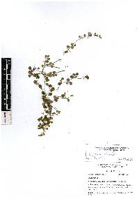 Peperomia rotundifolia image
