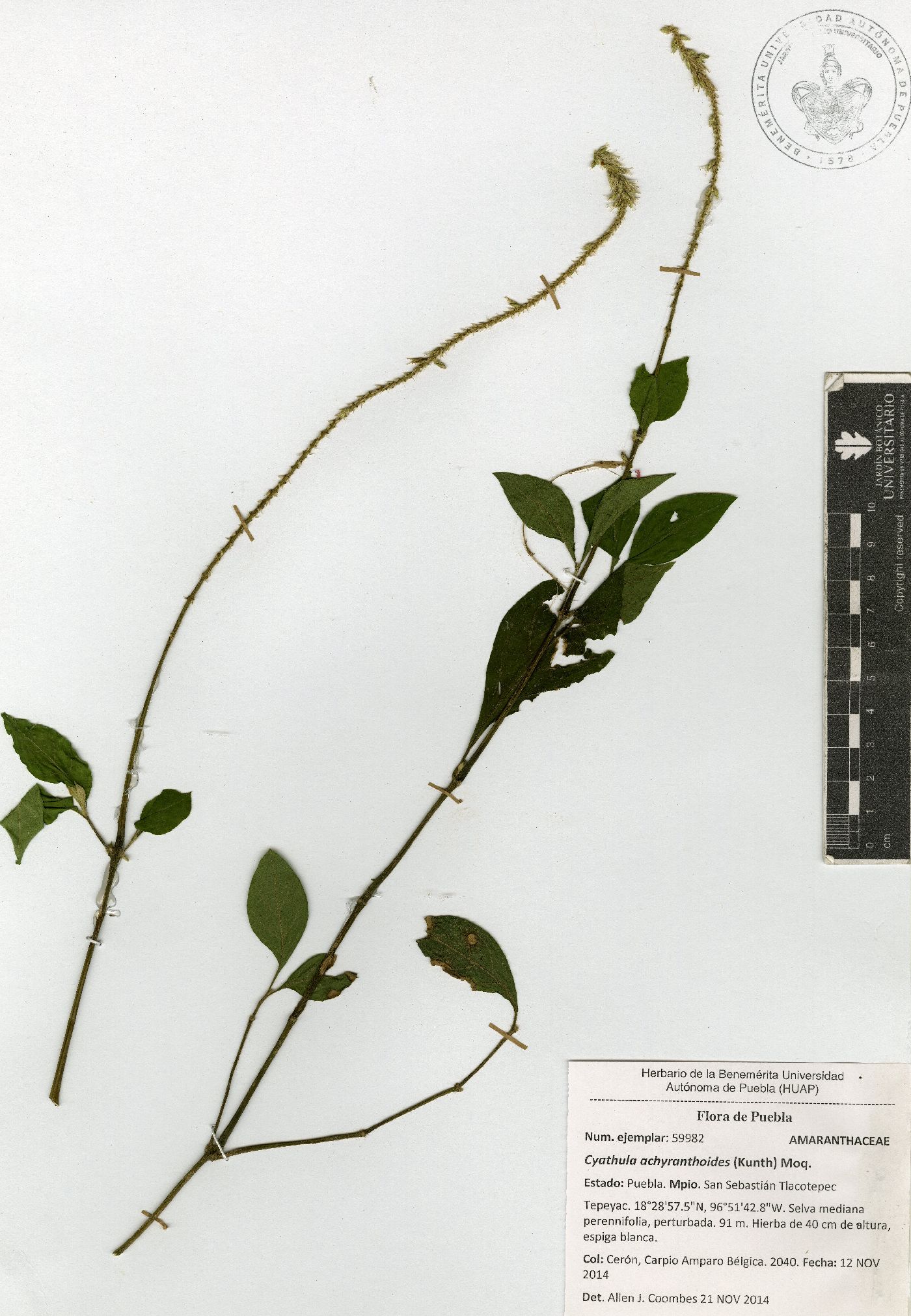 Cyathula achyranthoides image