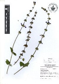 Image of Salvia amarissima