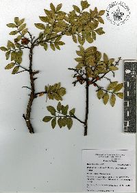 Rhus virens image