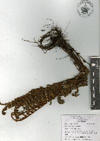 Notholaena galeottii image