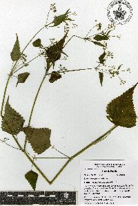 Spananthe paniculata image